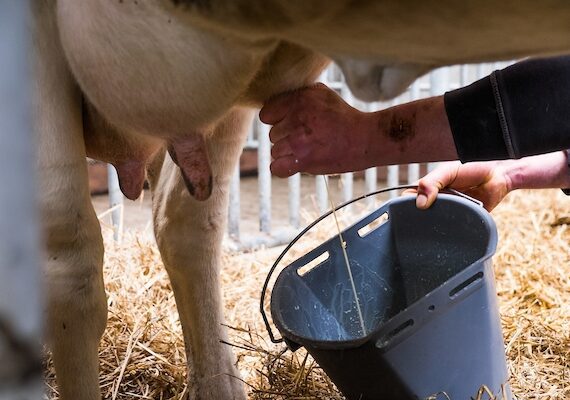 Koemelk in eerste levensjaren kan multiple sclerose veroorzaken