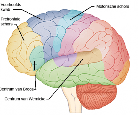 Doorbloeding spraakcentrum minder goed bij stotteraars