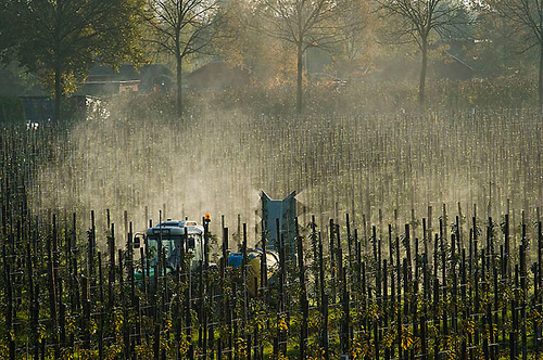 Pesticidengebruik vergroot risico op geboorteafwijkingen