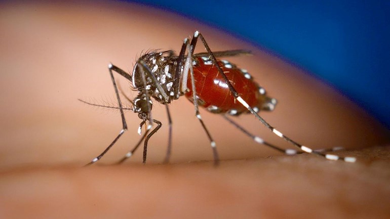 beloftevol vaccin beschermt tegen zikavirus vakblad vroeg