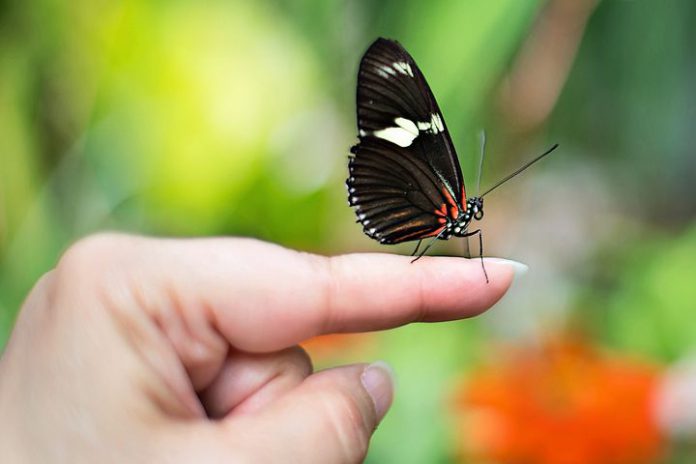 Vlinder op vinger