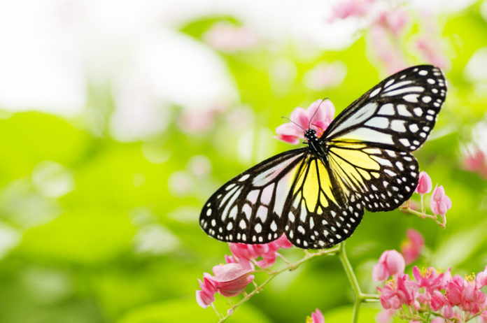 Vlinder canstockphoto1796472