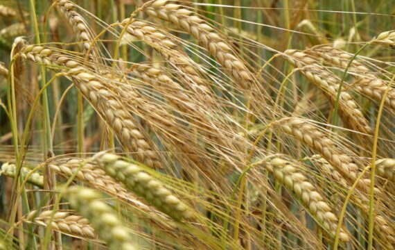 Vroege introductie van gluten kan beschermen tegen coeliakie