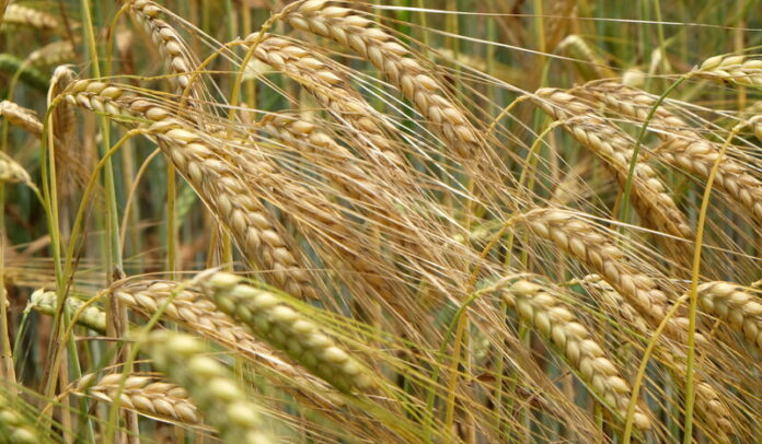 Gluten canstockphoto90592663