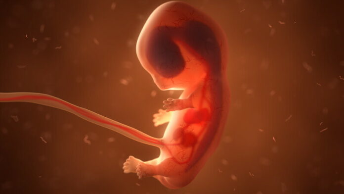 Foetus canstockphoto52458774 (1)